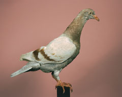 pigeon